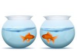 Goldfishes in Fish Bowls